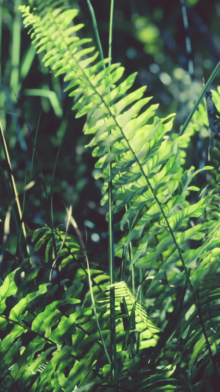 cerca de los helechos verdes exuberantes