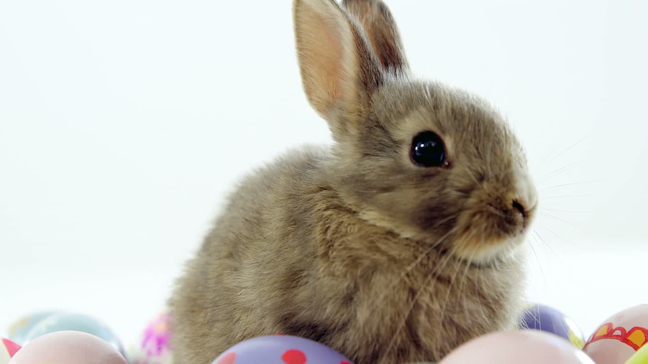 부활절 달 ⁇ 과 부활절 토끼