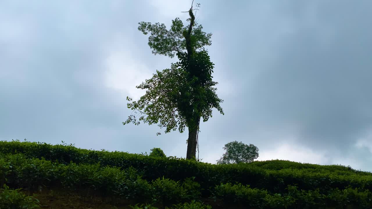 키가 큰 나무가 덤불 위에 아 있으며, 차 정원에는 어고 구름이 쌓인 하늘이 있다.