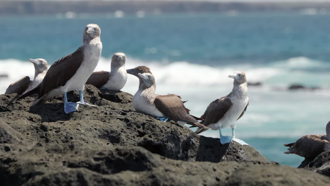 Several wild blue-footed boobies with bright blue feet greet each other on a volcanic rock on Santa Cruz Island in the Gal&aacute;pagos Islands