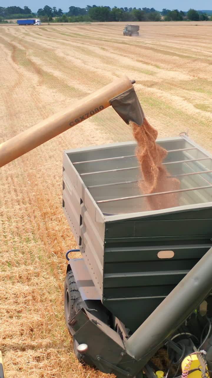 Mietitura con mietitrebbia nel campo di cereali gialli. Raccolta del grano agricolo con grande mietitrebbia. Video verticale