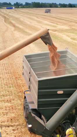 combine harvesting on the field of yellow cereals. farmland wheat harvesting by big combine. vertical video