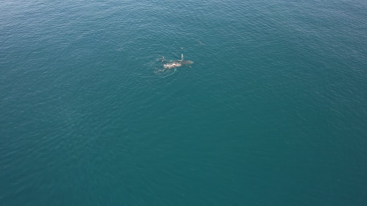 오스트레일리아  ⁇ 랜드 의 페레지안 해변 근처 에 있는 열린 바다 에서 돌고래 와 함께 헤엄치는 혹등 고래