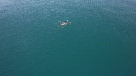 Ballena-Jorobada-Con-Delfines-Nadando-En-Mar-Abierto-Cerca-De-La-Playa-De-Peregian-En-Qld,-Australia