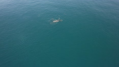 ballena jorobada con delfines nadando en el mar abierto cerca de la playa de peregian en qld, australia