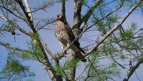 halcón posado en un árbol mirando atentamente el entorno