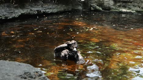 black swan preening in a pond