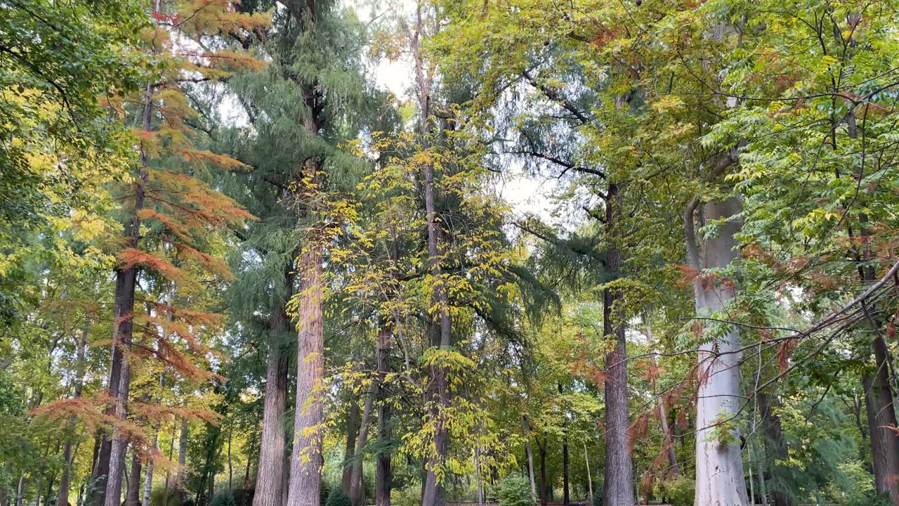 impressive filming of a vegetation gazebo in the Jardin del Principe, where there are majestic trees, sequoias, platanus hispanica and other varieties with a diversity of colors, being autumn