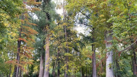 impressive filming of a vegetation gazebo in the jardin del principe, where there are majestic trees, sequoias, platanus hispanica and other varieties with a diversity of colors, being autumn