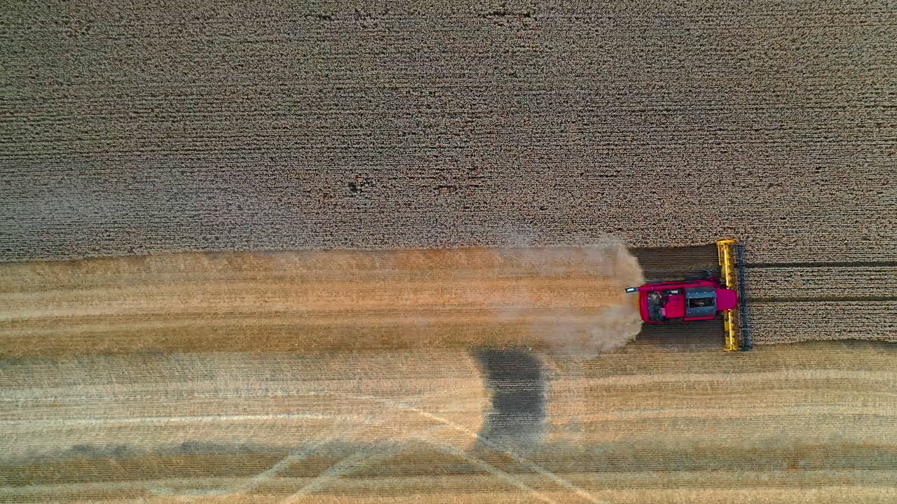 Agriulture process in wheat field. Heavy technics gathers crop. Rural landscape. Harvest time. Video from above.