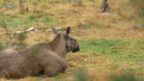 alce hembra adulta recostada pacíficamente en un campo de hierba en el norte de suecia