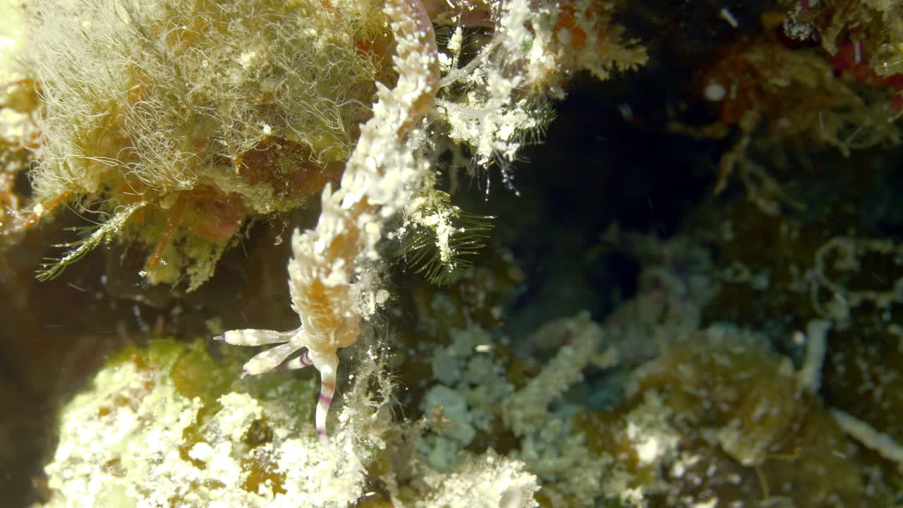 un increíble y raro nudibranquio camuflado entre los corales blandos
