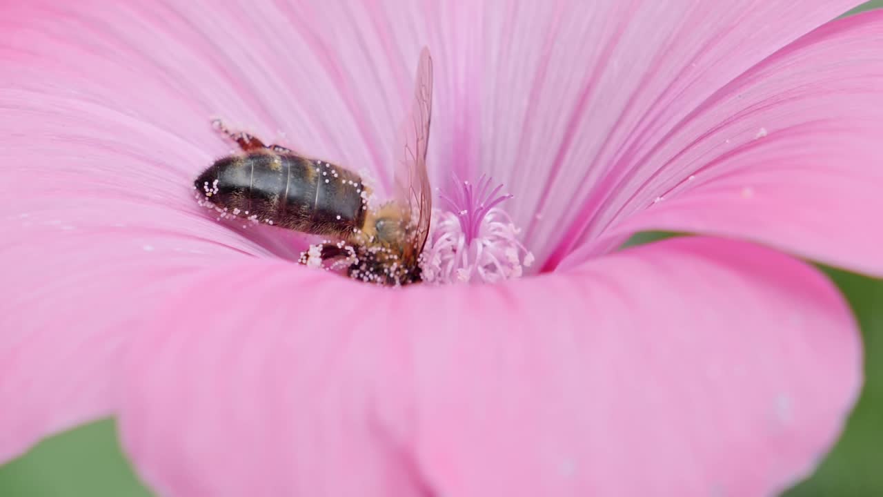 cerca de la abeja melífera en la flor rosa brillante polinizan y buscan néctar