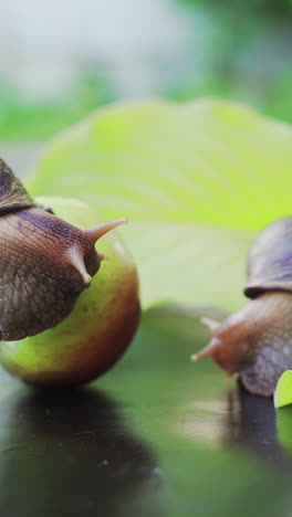 two achatina snails crawl to each other. large african snails achatina fulica. vertical video