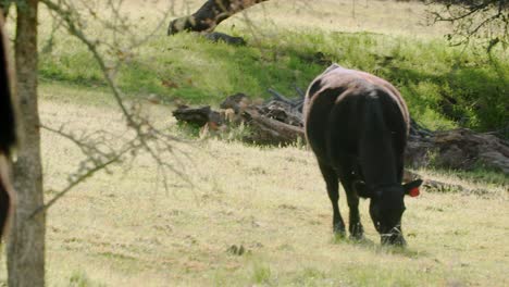 ganadería regenerativa carne de res alimentada con pasto