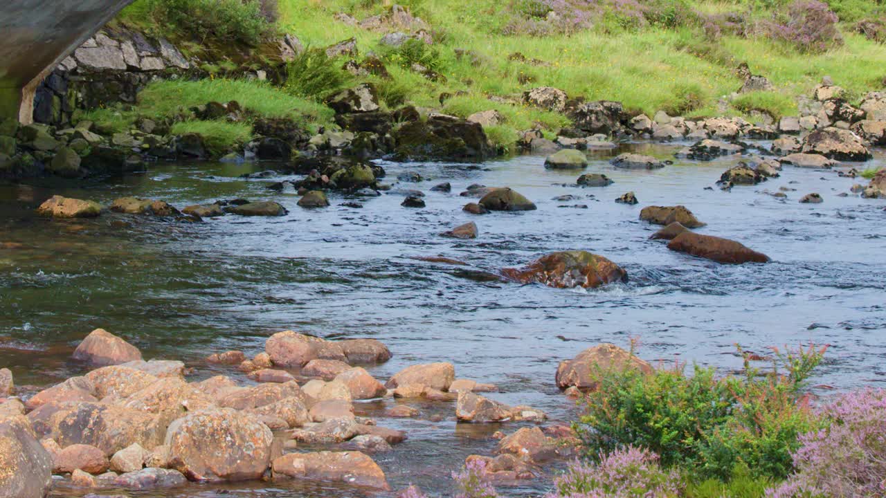 Otter swims through clear stream beneath stone bridge, surrounded by heather, rocks, and greenery