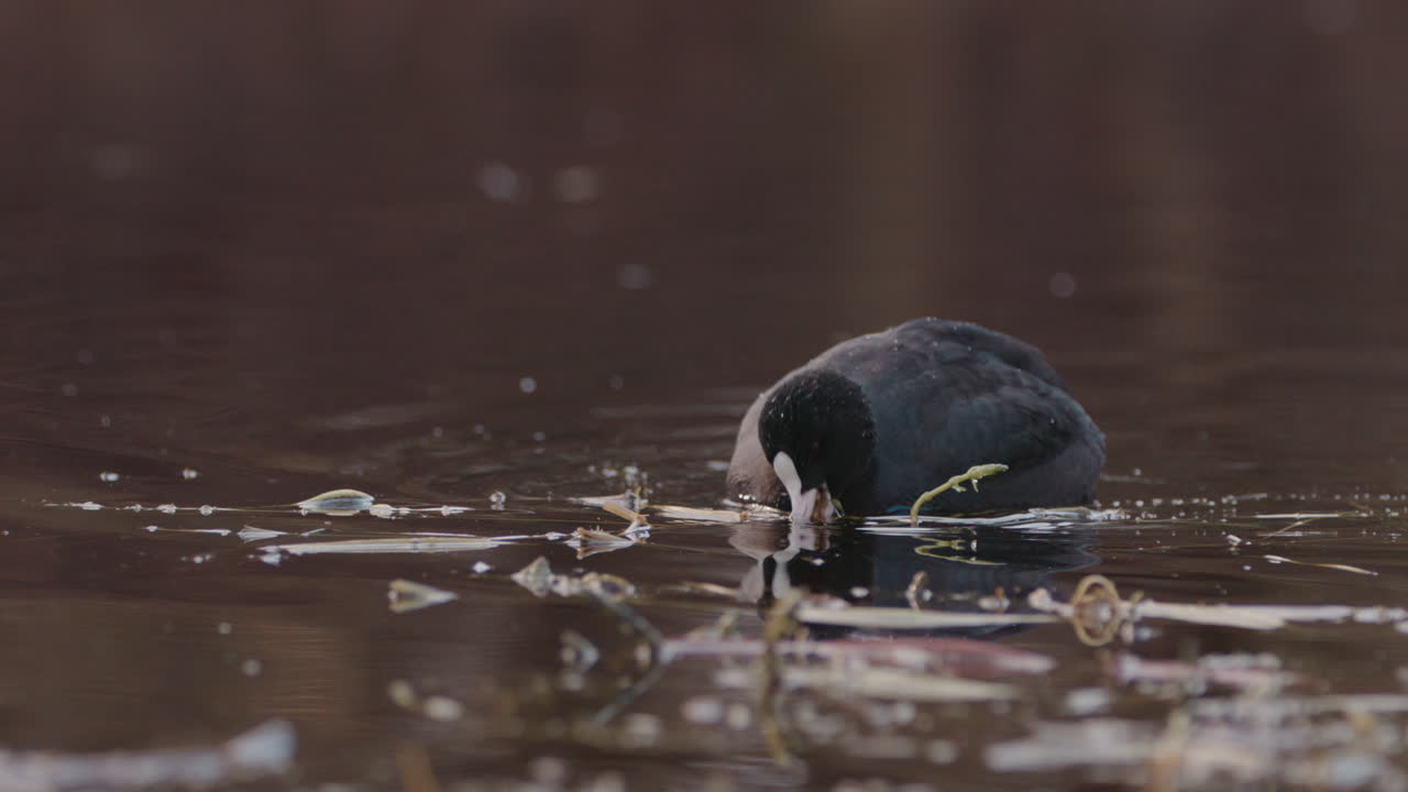 coot eurasiático en busca de comida en un estanque en cámara lenta