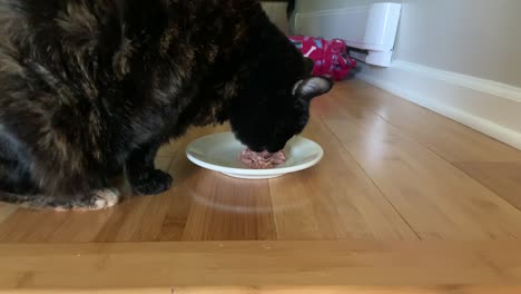 senior tortie cat eating her wet food