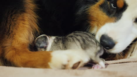 Australian-Shepherd-Takes-Care-Of-Her-Newborn-Puppy-01