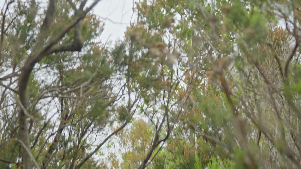 안개로  ⁇ 인 숲의 한가운데에 있는 시점에서 위를 바라보면서, pov  ⁇