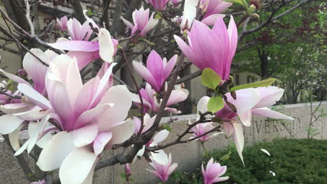 chinese magnolia tree or tulip tree in full blossom in front of the university of toronto ontario canada