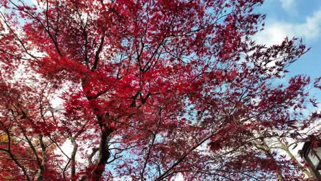 red autumn leaves on tree branches set against a bright blue sky