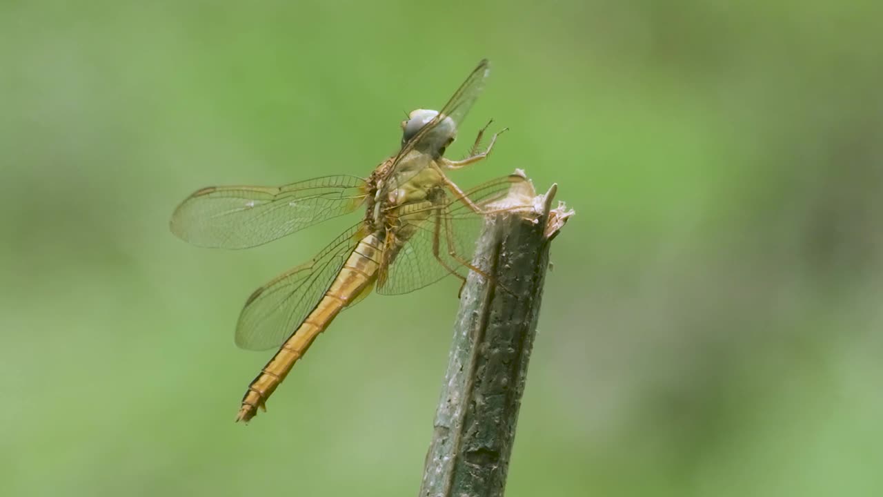 Close-up of a female Scarlet Darter dragonfly calmly perched in the wild