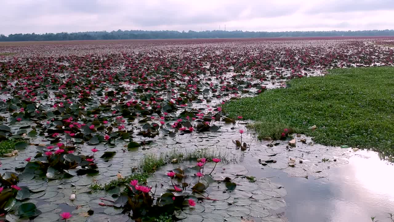 Water lily pond river sea,Water lily blooming,Beautiful aerial shot,group,Blossom ,field,green