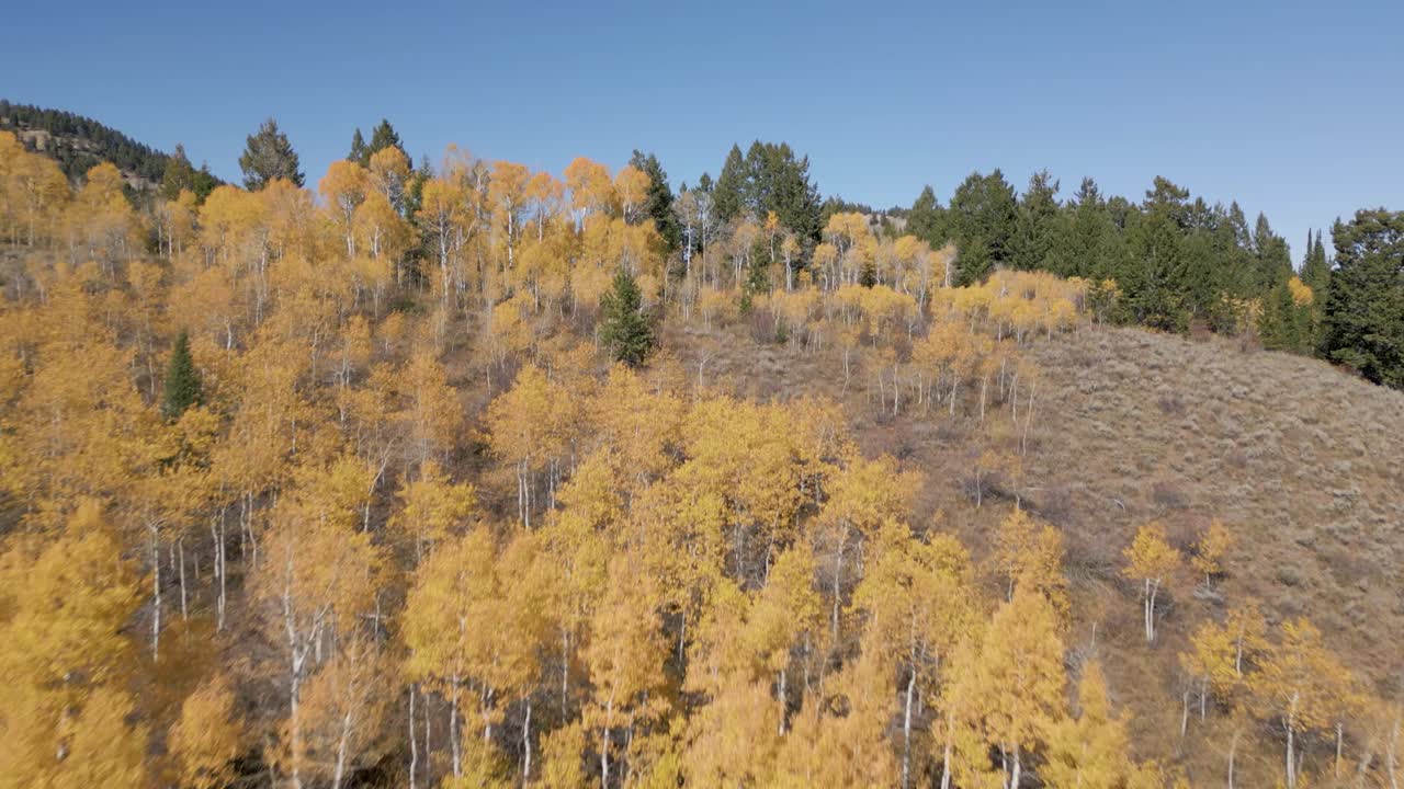 Idaho's fall colors over the mountains aerial