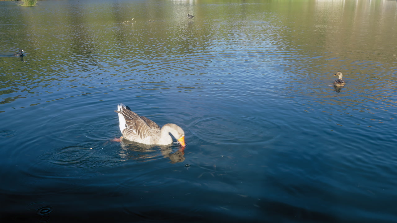 Anatre che nuotano nel lago