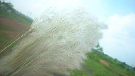 Las-Flores-De-Kash-Están-Floreciendo-En-El-Cielo-Otoñal-2