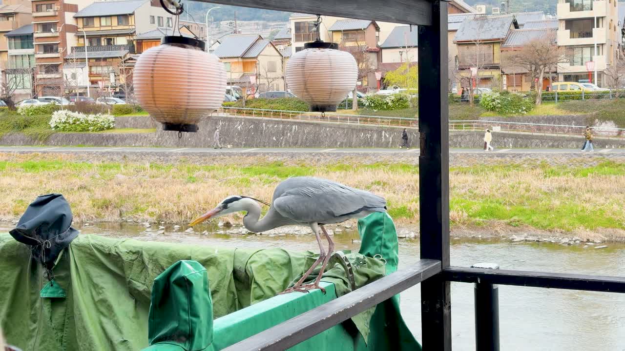 アオサギが鴨川の上空へ飛び立つ前に、バルコニーの手すりに止まっている。