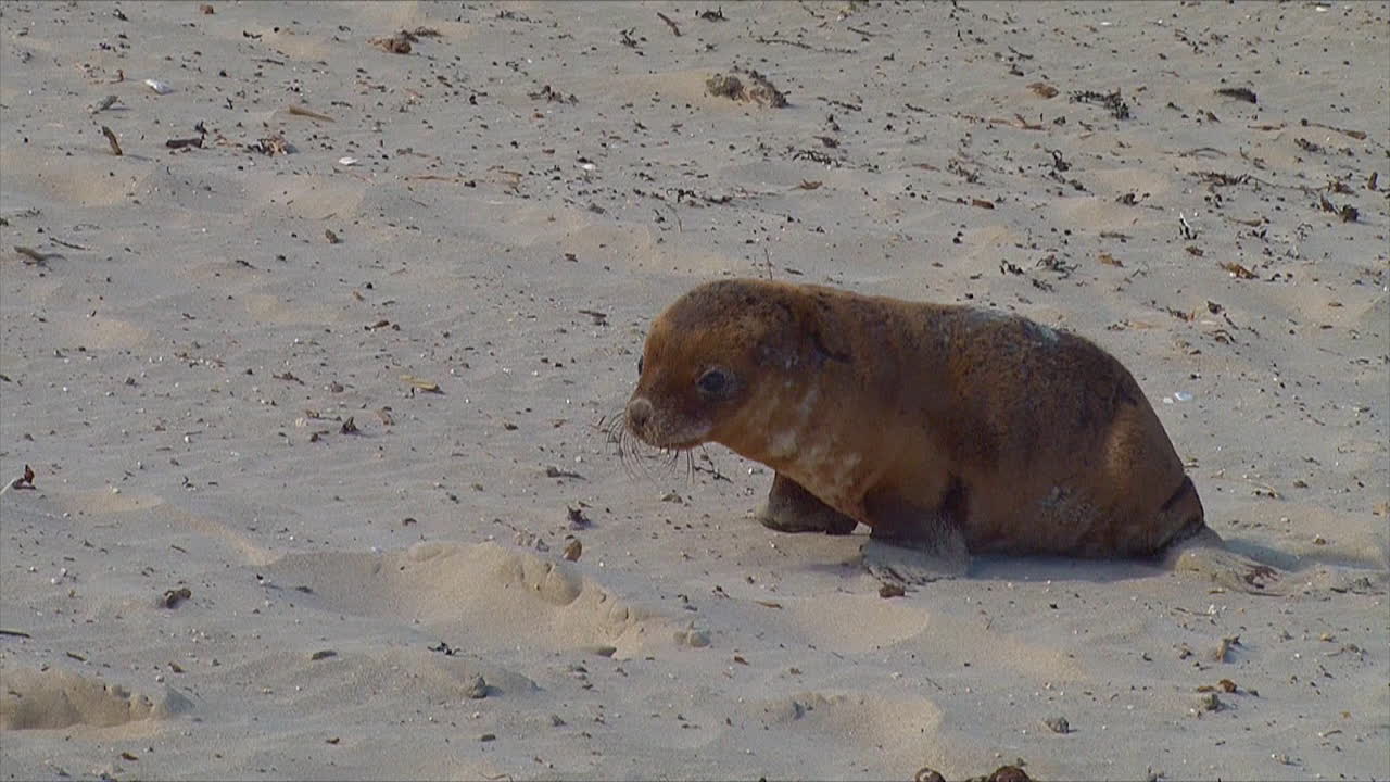 아기 호주 물개는 어머니를 쫓아 호주 캥거루 섬의 해변에서 젖을 먹입니다 5