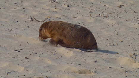 Bebé-Lobos-Marinos-Australianos-Persiguen-A-Sus-Madres-E-Intentan-Amamantar-En-Una-Playa-En-La-Isla-Canguro,-Australia-5