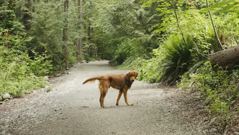 Cachorro-Golden-Retriever-Mirando-Hacia-Atrás-A-La-Cámara-En-Un-Sendero-De-Grava