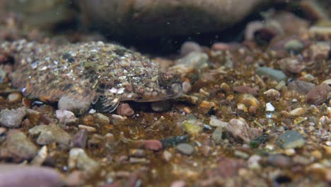 american plaice hiding on the gravel with some rocks