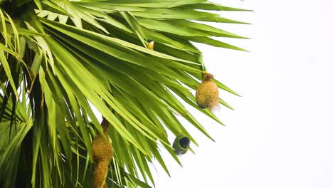 Tropisches-Webervogelnest,-Das-In-Einer-Palme-Hängt-Und-Von-Einem-Kleinen-Vogel-Beobachtet-Wird
