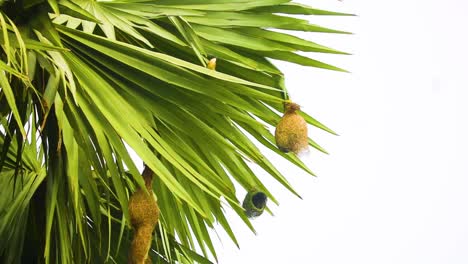 Nido-De-Pájaro-Tejedor-Tropical-Colgado-En-Una-Palmera-Con-Un-Pequeño-Pájaro-Observándolo