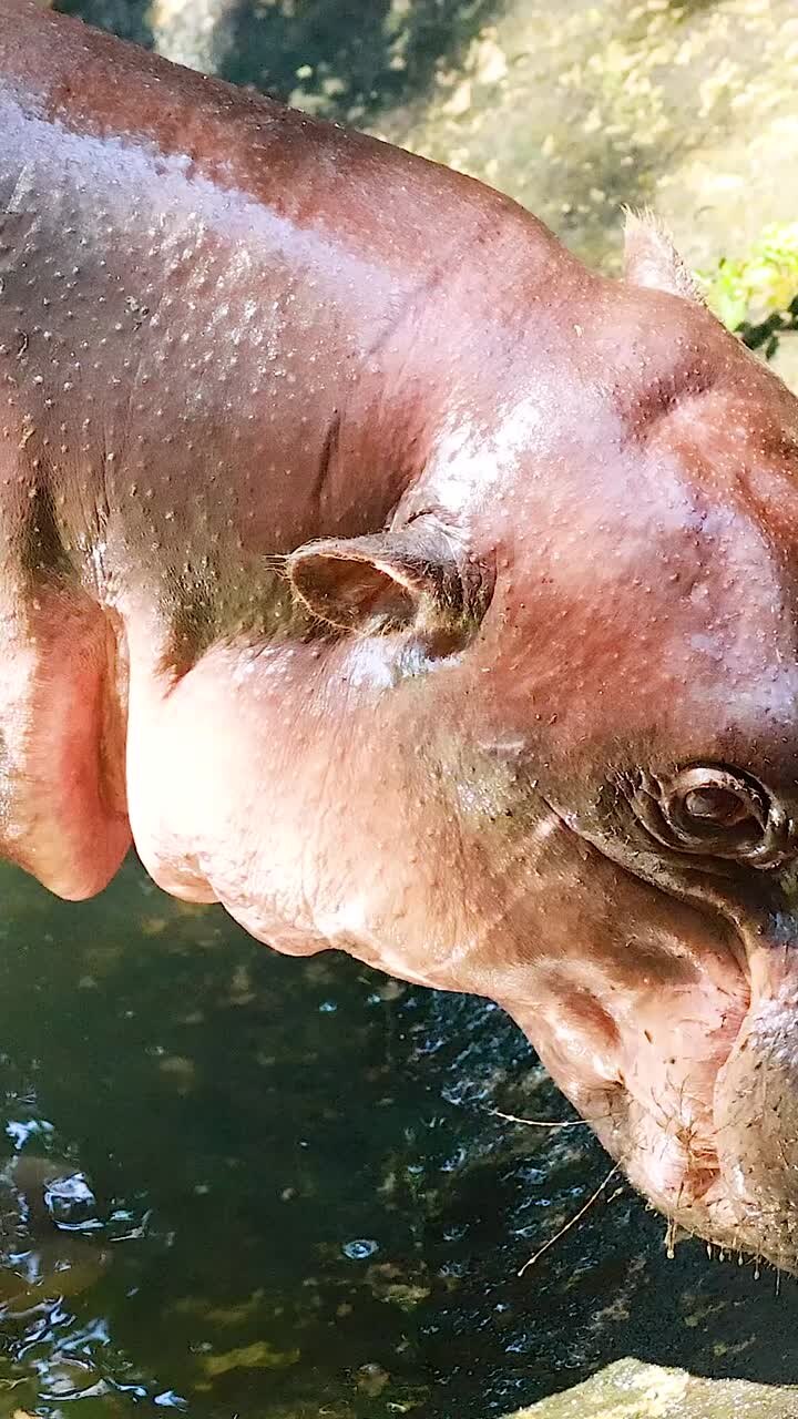 ein pygmäehippopotamus, der in chonburi (thailand) in der nähe von wasser spazieren geht