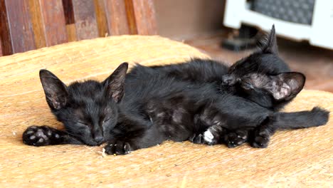el gatito negro está durmiendo.