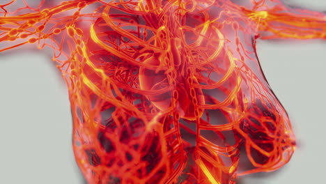 analysis of human blood vessels anatomy scan