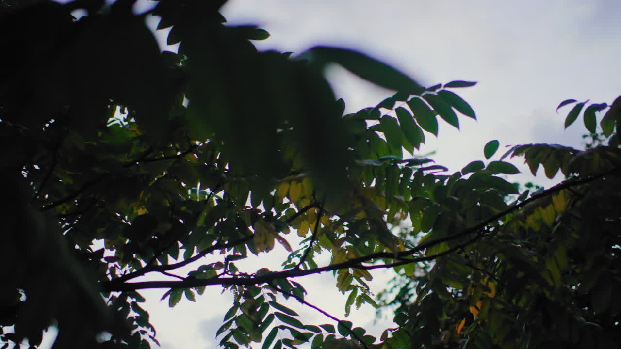 Vista ascendente a través del dosel del bosque hacia un cielo suave, hojas verdes en capas y siluetas ramificadas que forman sombra, tranquila perspectiva del techo del bosque con sutiles matices otoñales, cubierta natural apacible