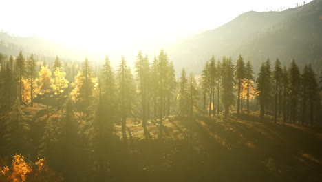 Magical-yellow-larches-glowing-in-the-sunshine