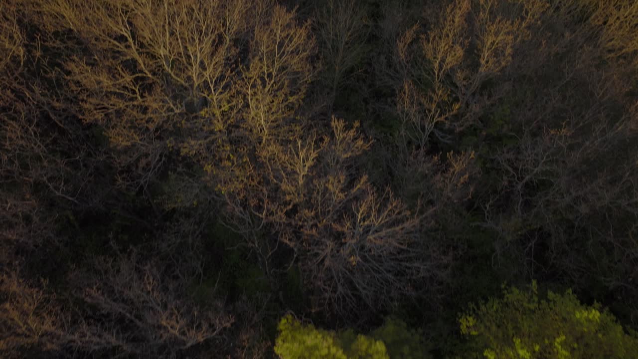 Drone footage above a forest, in sunset, in France