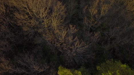 drone footage above a forest, in sunset, in france