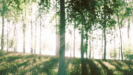 sunrise or sunset in a spring birch forest with rays of sun shining