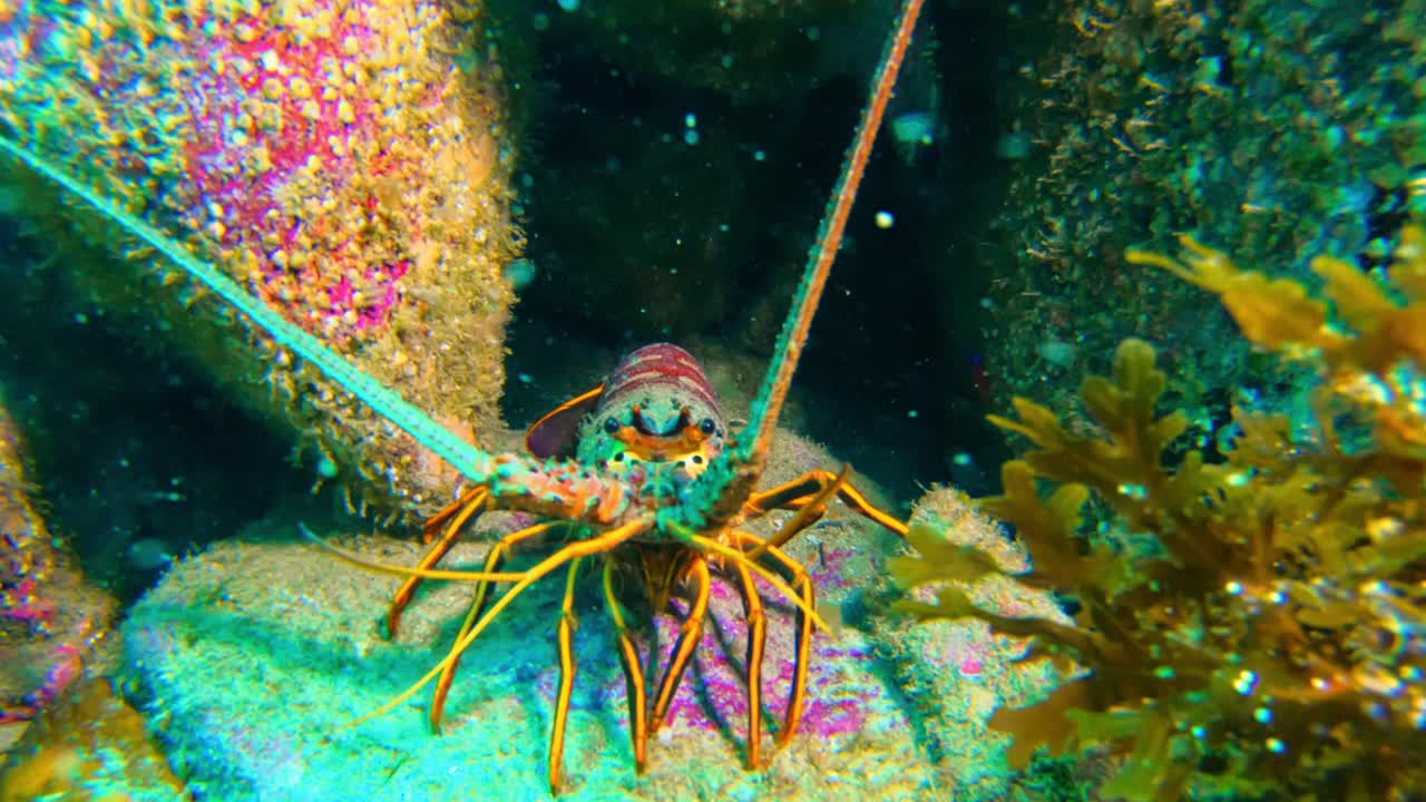 호기심 많은 게의 클로즈업