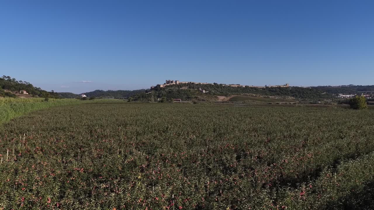 Vista em ângulo amplo do castelo de Óbidos revelada sobre a plantação