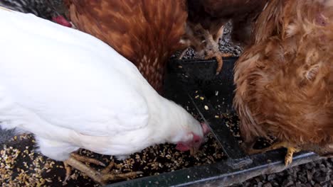 close up of hens frantically eating grain feed in chicken pen on smallholding farm in rural countryside