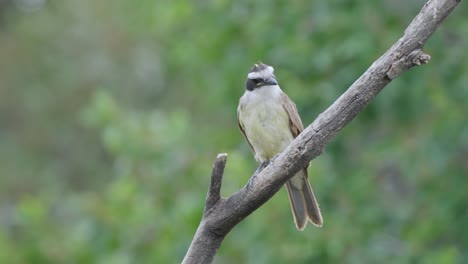 Großer-Kiskadee-Vogel,-Der-Auf-Einem-Ast-Thront